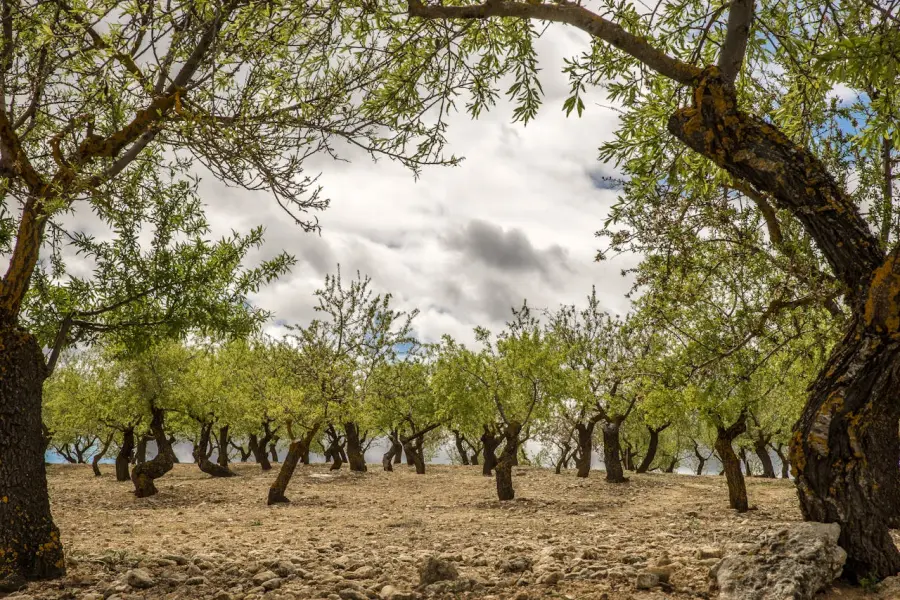 Xylella in Puglia, Piano oltre l’86% e nuovi controlli