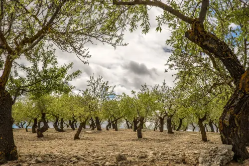 Xylella in Puglia, Piano oltre l’86% e nuovi controlli