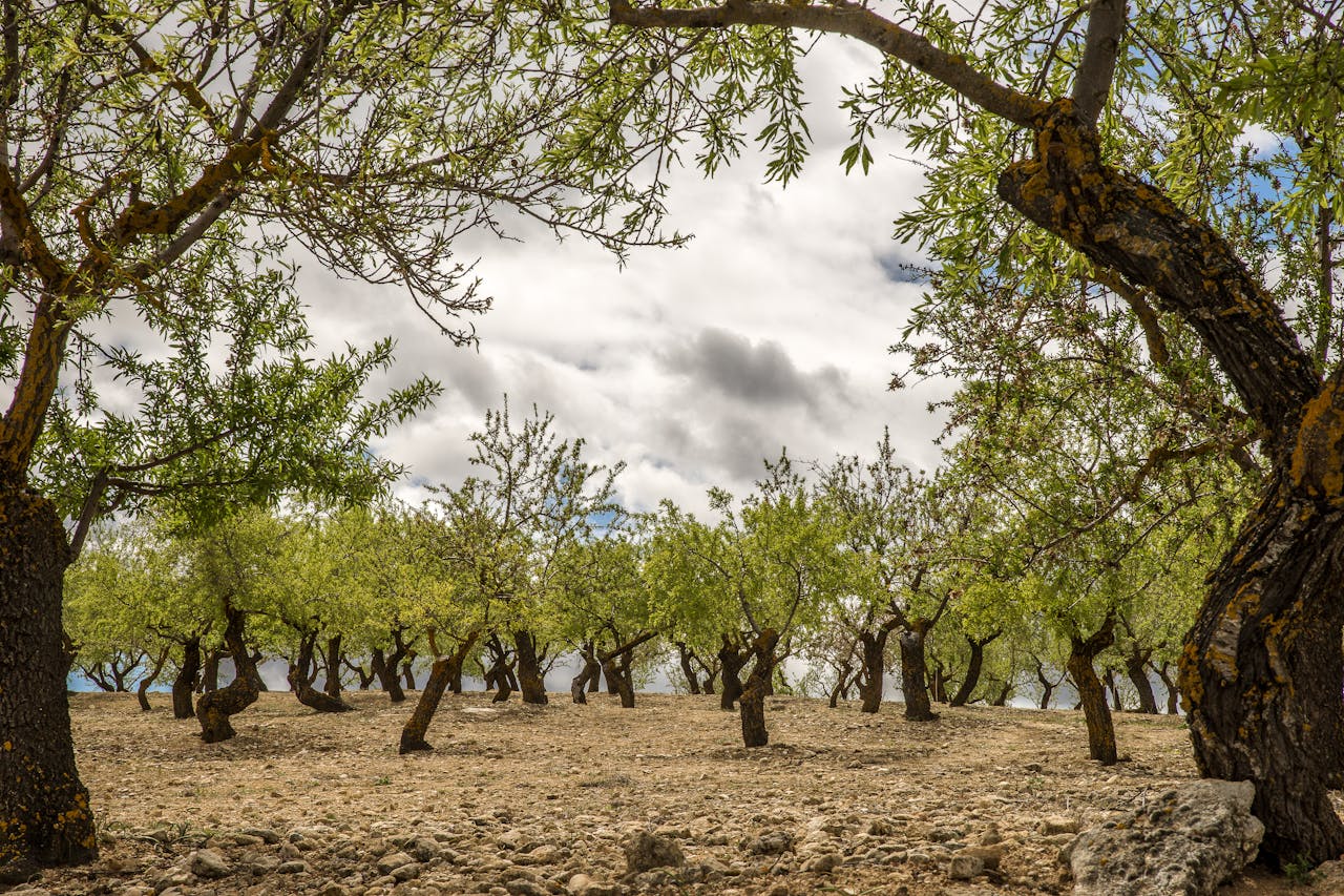 Xylella in Puglia, Piano oltre l’86% e nuovi controlli