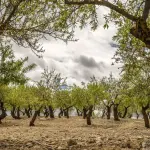 Xylella in Puglia, Piano oltre l’86% e nuovi controlli