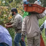 Puglia, 349 posti letto per braccianti a Foggia e Nardò