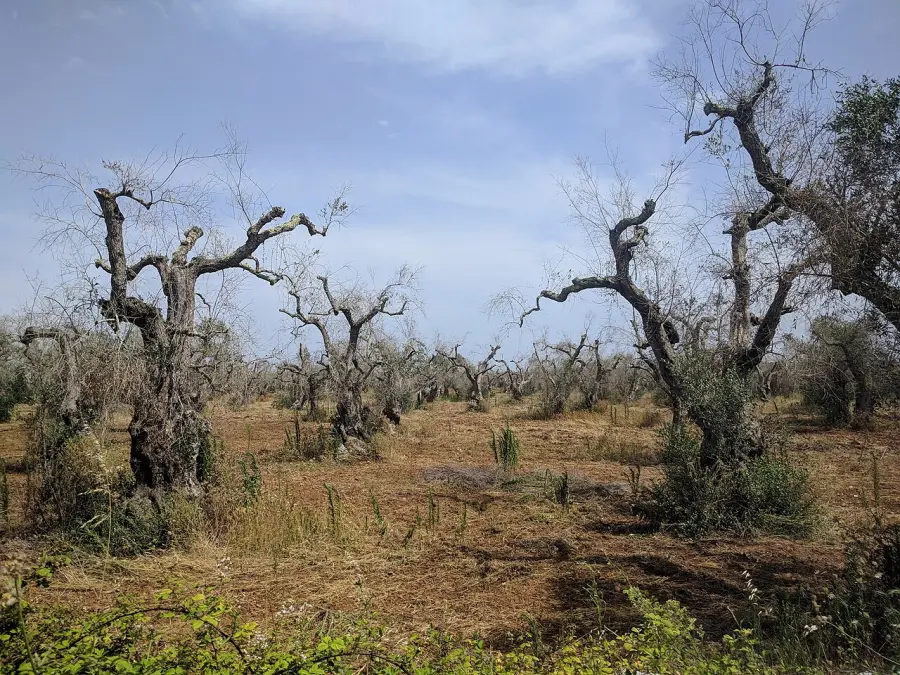 Xylella, Regione Puglia e ANCI: 3 milioni per contrastare l’insetto vettore