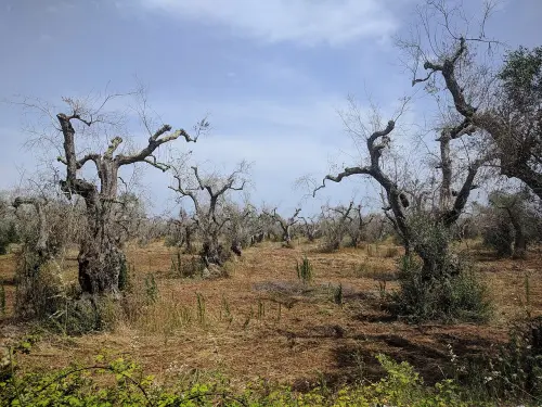 Xylella, Regione Puglia e ANCI: 3 milioni per contrastare l’insetto vettore
