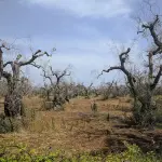 Xylella, Regione Puglia e ANCI: 3 milioni per contrastare l’insetto vettore