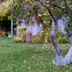 Benefici ambientali degli alberi in giardino: perché fanno davvero la differenza