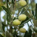 Rigenerazione olivicola in Puglia, nuovi fondi per il reimpianto: oltre 400 beneficiari ammessi