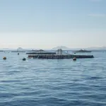 Acquacoltura sostenibile in Puglia, al via il bando Feampa: oltre 6,7 milioni per le imprese